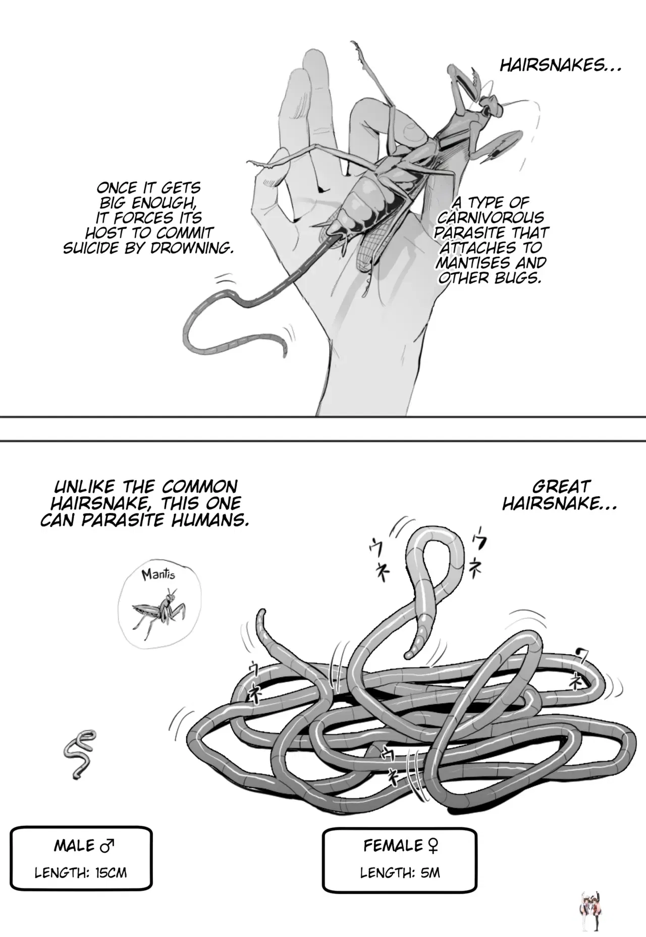 (Velzhe) Oohariganemushi No Seitai The Great Hairsnake (English) (Kinsei Translations) - Hentai Gallery
