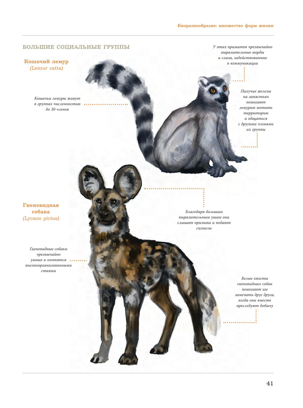 Image #42